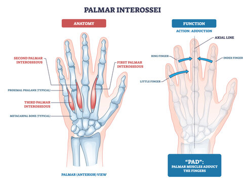 Palmar interossei outline presents the hand with muscles and bones, highlighting metacarpals and fingers that adduct toward the axial line, key objects, hand, muscles, bones. Outline diagram