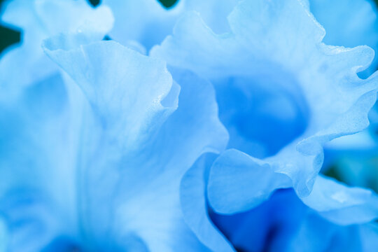 Iris flower macro background soft blue delicate petals