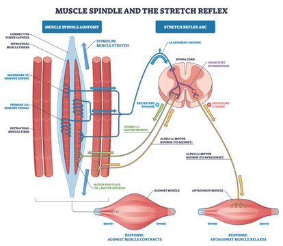 Muscle spindle stretch reflex visualizes how sensory fibers signal the spinal cord to activate alpha motor neurons, key objects, muscle spindle, spinal cord, motor neurons. Outline diagram