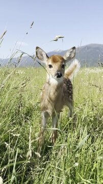 Cute newborn deer fawn standing in a tall green grass meadow with mountain landscape background