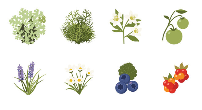 Forest plant collection featuring mosses, lichens, wild blueberries, white flowers, and red cloudberries on white.
