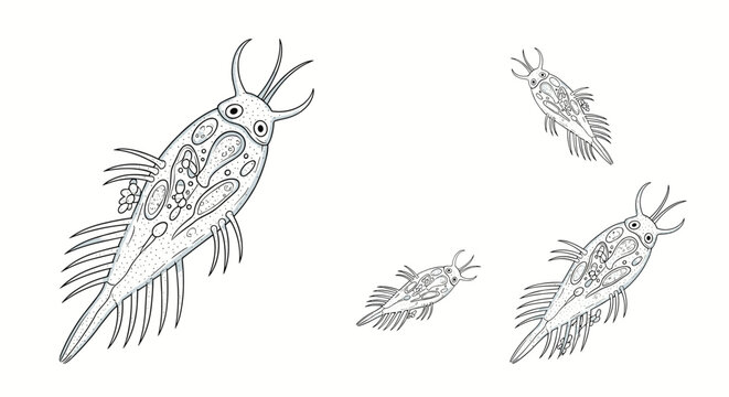 Microscopic biological organisms resembling rotifers or plankton with cilia and internal structures in hand-drawn style.