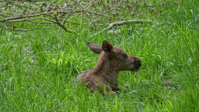 Baby of moose or elk, Alces alces is the largest extant species in the deer family. Moose are distinguished by the broad, flat, or palmate antlers of the males.