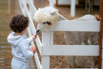 Boy is giving vegetables to brown alpaca in the farm © NSA