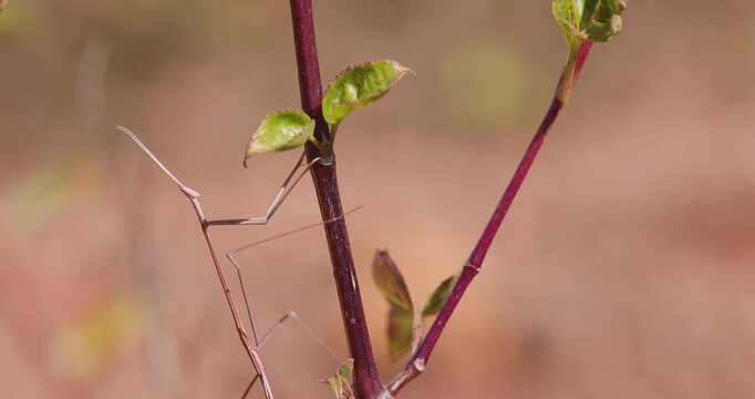 Indian grass mantis stealthily climbs a plant, moving with remarkable patience and precision