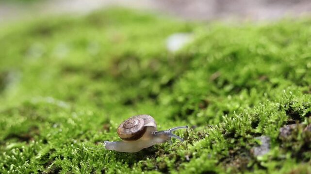 Small brown snail green moss crawling across damp forest floor with shallow depth of field closeup macro showing shell texture and slimy foot small snail green moss crawling along damp forest floor