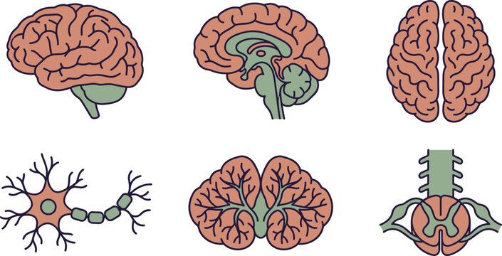 Human Brain Anatomy Medical Illustration Set with Neuron, Cerebellum, Spinal Cord, Cross Section, and Neurology Vector Collection