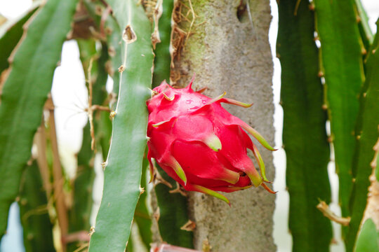 Red Dragon Fruit on Cactus Plant in Orchard
