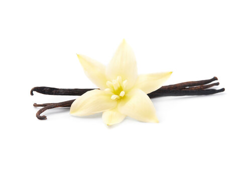 Vanilla stick with vanilla flower