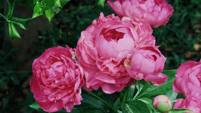 A high-angle close-up shot focusing on a tight cluster of fluffy, layered pink double peonies with wet petals at the Sui-Tang Site Botanical Garden in Luoyang, Henan, China.