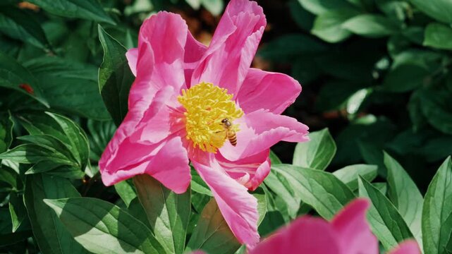 A close-up shot of a hard-working honeybee flying around and landing on the golden center of a pink peony blossom to harvest nectar and pollen at the Sui-Tang Site Botanical Garden in Luoyang, China.