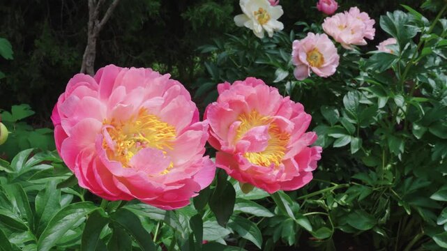 A close-up shot focusing on two large, vibrant pink peony flowers side by side, swaying gently in the breeze with a backdrop of green foliage at the Sui-Tang Site Botanical Garden in Luoyang.