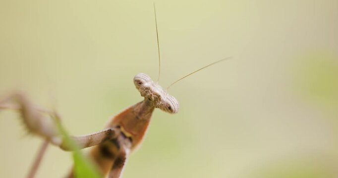 Front-facing Brown Praying Mantis looking down lens; slow motion morning pseudo pupil gaze.