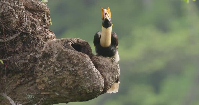 Great Pied Hornbill female feeds figs to her chick at nest; slow motion Western Ghats summer