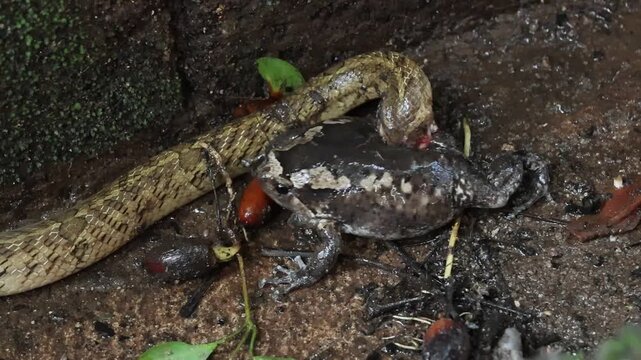 Snake constricting prey moist forest leaf litter, dramatic close up with wet texture and natural color contrast forest ground frog preying small snake wet leaf litter, dramatic wildlife moment with