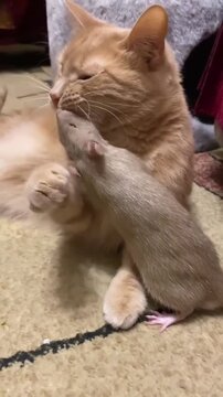 An unlikely friendship between a pet rat and a cat  who are known for cuddling and playing together.