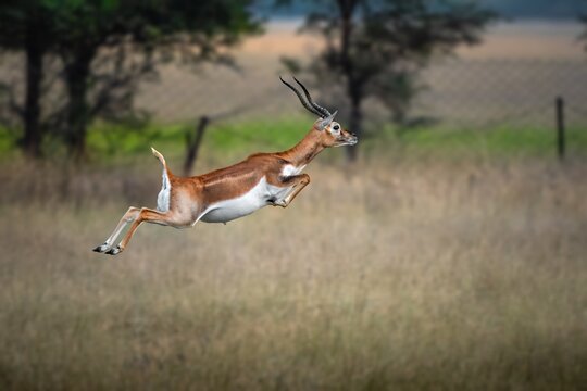 The blackbuck (Antilope cervicapra), also known as the Indian antelope, is a medium-sized antelope native to India, Nepal, and Pakistan. It is highly celebrated for its striking speed.