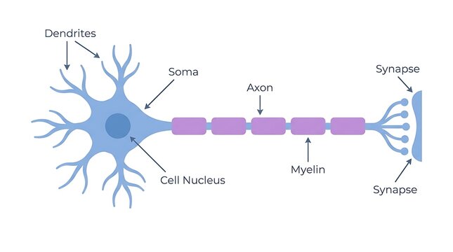 Diagram of a neuron with labeled dendrites cell body axon synapse, nervous syste
