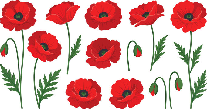 Red poppy flower collection with green leaves and buds isolated on white background as vector illustration