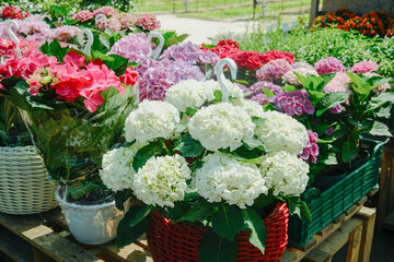 Potted hydrangeas in various colors display outdoors
