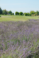 Fototapeta premium Lavender field with green grass and trees under clear blue sky