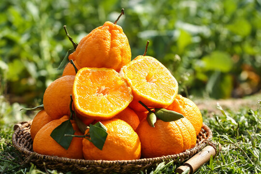 Fresh Orange Citrus Fruits in Wicker Basket Outdoors with Cut Halves Showing Juicy Pulp