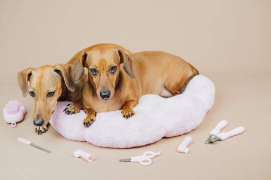 Two dachshunds resting on a soft pink cushion with pet grooming tools