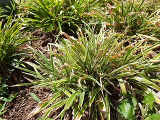 Fototapeta premium Close-up of Chlorophytum comosum or spider plant with dry, brown leaf tips due to hot summer weather and lack of watering.