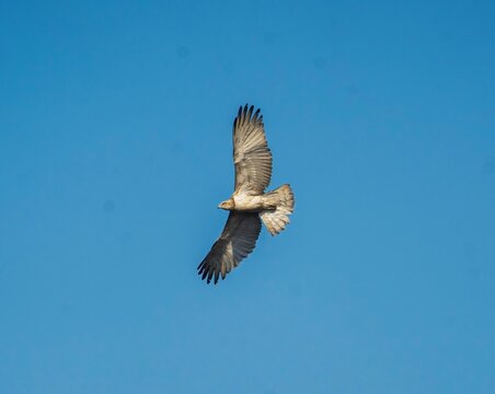 Amazing close-up view of Indian beautiful bonellis or towny or booted eagle bird flying high on the blue sky and searching some food foreground. Isolated on blurry blue sky nature view in background.