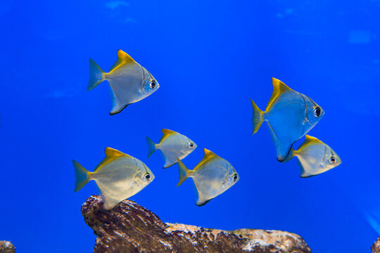 Silver Batfish Monodactylus argenteus swimming in blue aquarium water