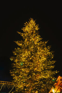 Large evergreen Christmas tree beautifully adorned with glowing golden lights at dark night.