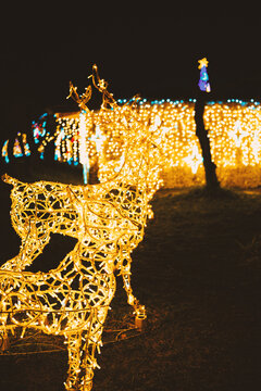 Bright illuminated reindeer statue standing outdoors at night with festive holiday lights glowing warmly