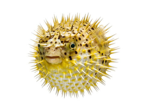 Inflated Pufferfish with Sharp Spines Isolated PNG Ultra Realistic Marine Fish