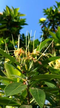 Mangrove Flower After Bloom with Developing Fruit Under Bright Blue Sky Close Up
