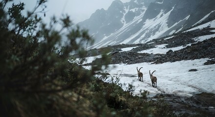 Two alpine ibex walking on a snowy mountain path in the alps © Nirob