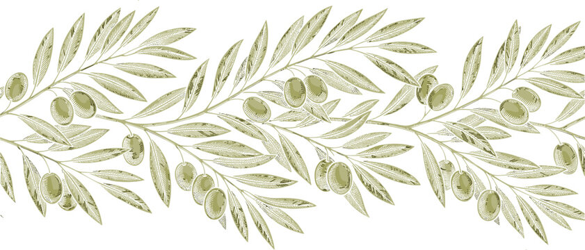 Vintage olive branch seamless border pattern design vector illustration featuring hand drawn green foliage with ripe fruits