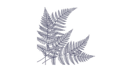 Hand drawn botanical line art illustration of fern leaves fronds isolated on white background. © Bilkis Islam