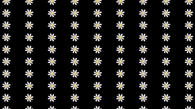 White flowers animation on black background. Seamless daisy floral pattern.