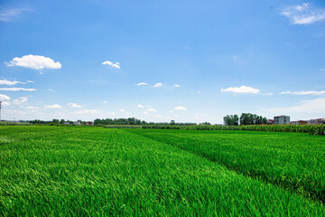 Fototapeta premium Green Agricultural Field Under Clear Blue Sky with White Clouds in Rural Countryside