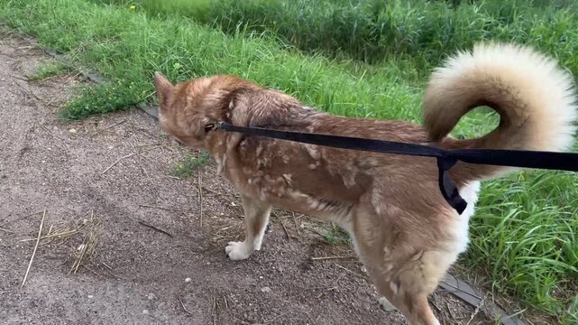 Profile view of a domestic dog walking on a leash with patchy matted fur shedding excessively due to seasonal molting or dermatological alopecia condition