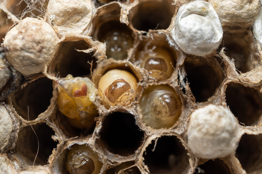 Macro close up of paper wasp larvae and pupae inside a wasp nest