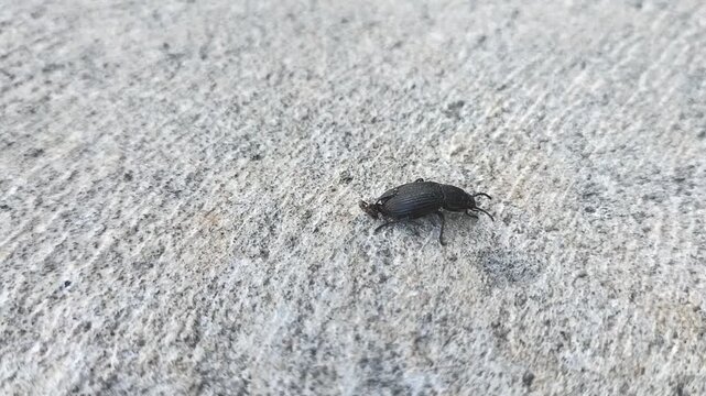 Footage of beetle Tenebrio obscurus on a textured gray background. Indonesia. Macro. Animal.