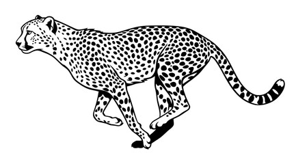 A black and white illustration of a cheetah walking. © Abhinaya Project