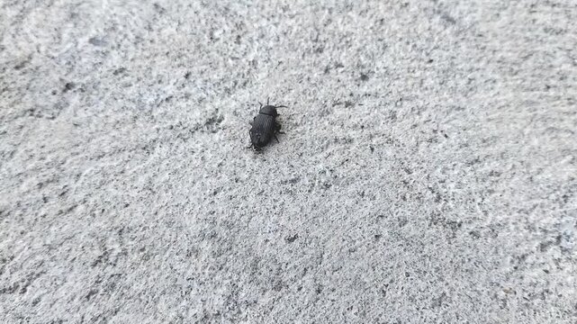 Footage of beetle Tenebrio obscurus on a textured gray background. Indonesia. Macro. Animal.