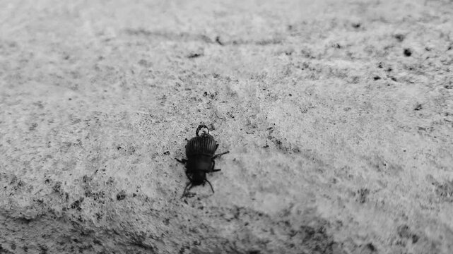 Footage of beetle Tenebrio obscurus on a textured gray background. Indonesia. Macro. Animal.