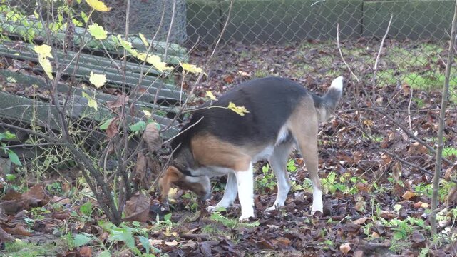 Dog looks for something under a bush in dry leaves in autumn, Beagle Dog Sniffing Ground and Exploring Autumn Garden