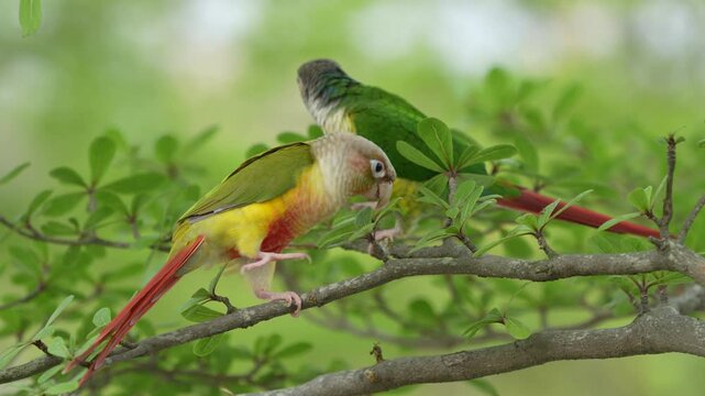 Green Cheek Conure Parrots Enjoy Summer Weather Outdoors