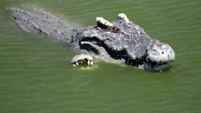 A pair of crocodiles mating in the water