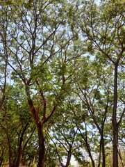 Fototapeta premium trees and sky