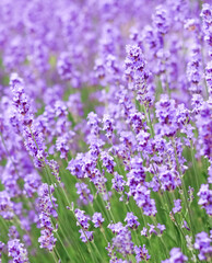 Obraz premium Lavender flowers blooming in field, creating a vibrant purple background for aromatherapy, relaxation, and provence beauty